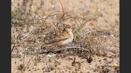 Greater Short-toed Lark