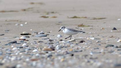 Sanderling