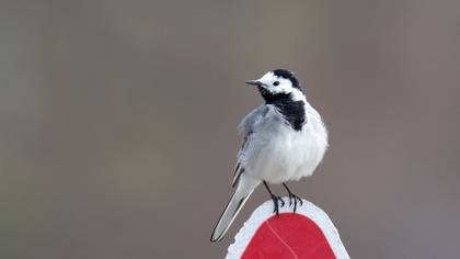 White Wagtail
