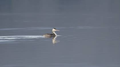 Great Crested Grebe