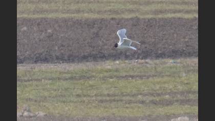 Mediterranean Gull