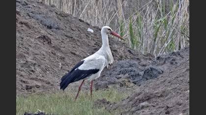 White Stork
