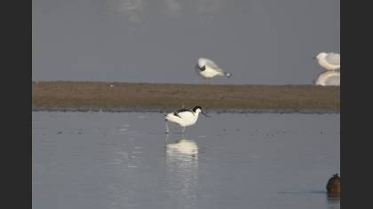 Pied Avocet