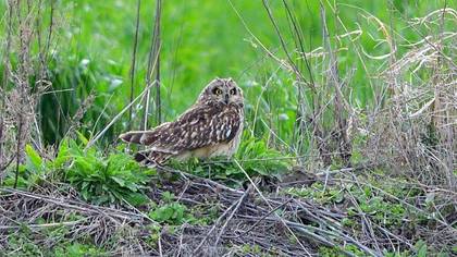 Short-eared Owl