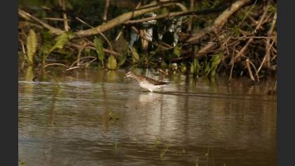 Wood Sandpiper