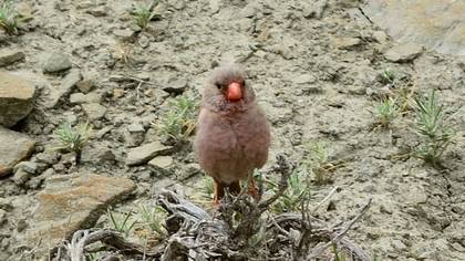 Trumpeter Finch