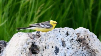 Citrine Wagtail
