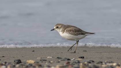 Tibetan Sand Plover