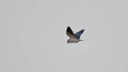 Black-winged Kite