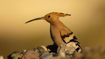 Common Hoopoe