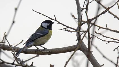 Great Tit