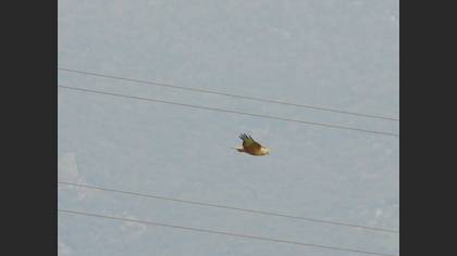 Long-legged Buzzard