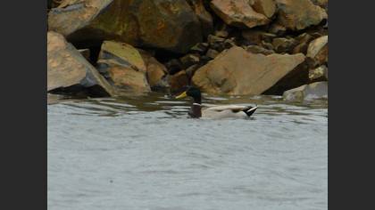 Mallard
