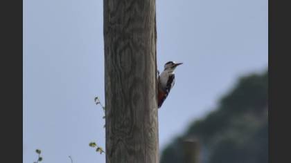 Syrian Woodpecker
