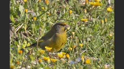 European Greenfinch