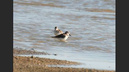 Little Stint