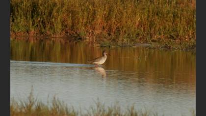 Common Redshank