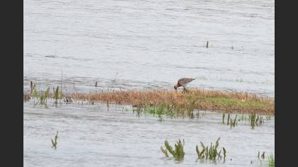 Black-tailed Godwit