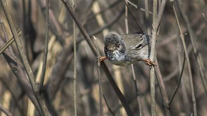 Cyprus Warbler