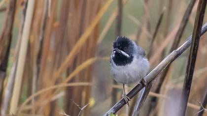 Rüppell`s Warbler