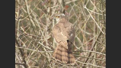 Eurasian Sparrowhawk