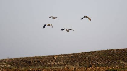 Great Bustard