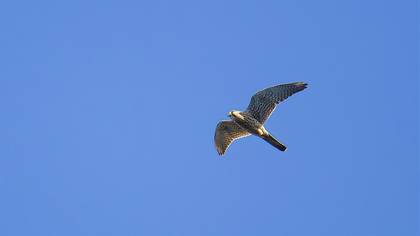 Common Kestrel