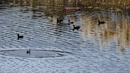 Garganey
