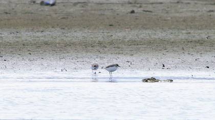 Kentish Plover