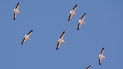 Great White Pelican