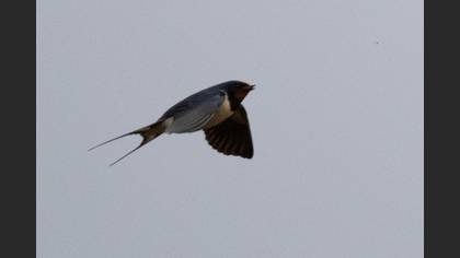 Barn Swallow