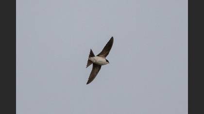 Western House Martin