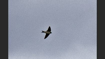 Western House Martin