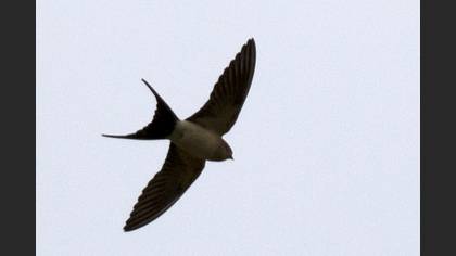 European Red-rumped Swallow