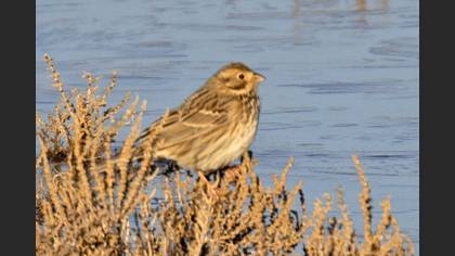 Corn Bunting