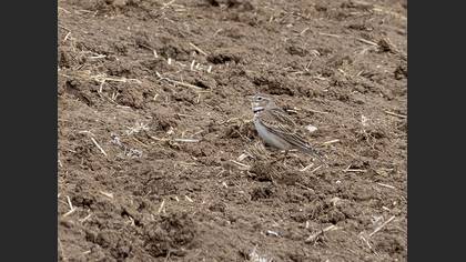 Calandra Lark