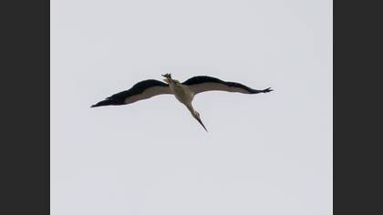 White Stork