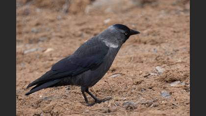 Western Jackdaw