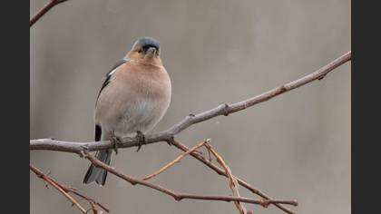 Eurasian Chaffinch