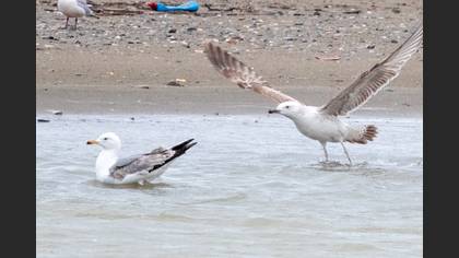 Armenian Gull
