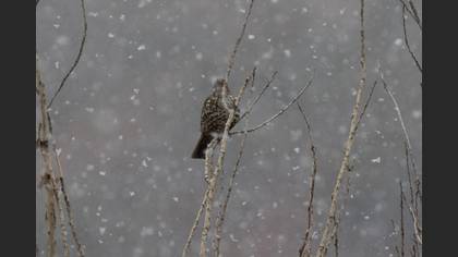 Mistle Thrush