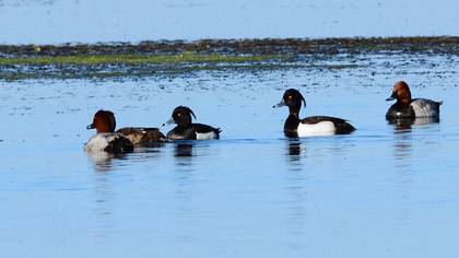 Tufted Duck