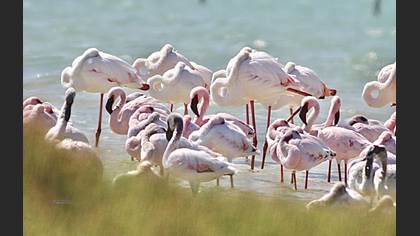 Lesser Flamingo