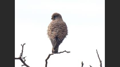 Common Kestrel