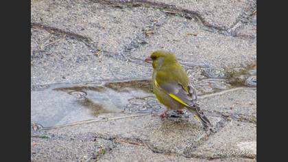 European Greenfinch