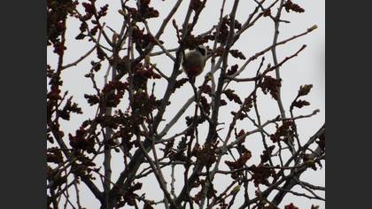 Eurasian Penduline Tit