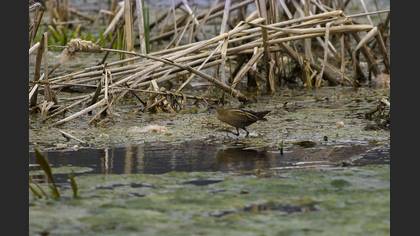 Little Crake