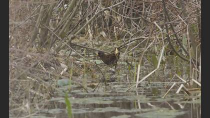 Spotted Crake