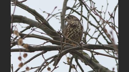 Mistle Thrush