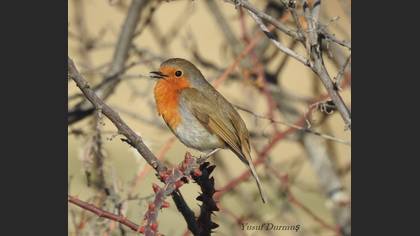 European Robin